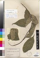 Isotype of Oncinotis thyrsiflora K. Schum. ex Stapf [family APOCYNACEAE]