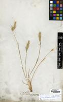 Isotype of Hordeum glaucum Steud. [family GRAMINEAE]