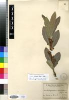 Isotype of Dichapetalum venenatum Engl. & Gilg [family DICHAPETALACEAE]