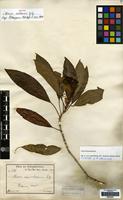 Isotype of Nuxia volkensii Gilg [family STILBACEAE]