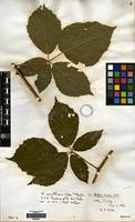 Isotype of Rubus erythrops Edees & Newton [family ROSACEAE]
