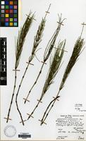 Isotype of Equisetum rothmaleri C.N.Page [family EQUISETACEAE]