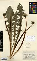 Isolectotype of Taraxacum subundulatum Dahlst. [family COMPOSITAE]