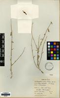 Syntype of Zeugandra iranica P.H.Davis [family CAMPANULACEAE]