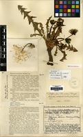 Paratype of Taraxacum orcadense Dahlst. [family COMPOSITAE]