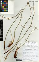 Holotype of Juncus effusus L. var. suberectus Douglass M. Hend. [family JUNCACEAE]