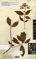 Isotype of Arachnothryx ovata (Rusby) Steyerm. [family RUBIACEAE]