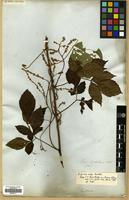 Type? of Serjania rufa Radlk. [family SAPINDACEAE]