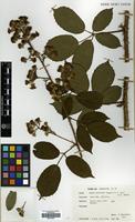 Filed as Rubus scoticus (Rogers & A. Ley) E.S. Edees [family ROSACEAE]