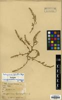 Isotype of Corispermum falcatum Iljin [family AMARANTHACEAE]