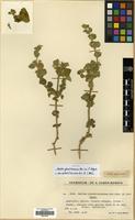 Isotype of Ballota glandulosissima Hub.-Mor. & Patzak [family LABIATAE]