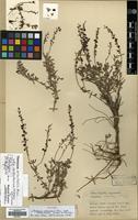 Holotype of Veronica orientalis Mill. ssp. carduchorum P.H. Davis ex M.A. Fisch. [family PLANTAGINACEAE]