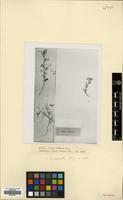 Type of Vicia cinerea M.Bieb. [family LEGUMINOSAE]