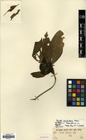 Type of Pavetta pusilliflora Bremek. [family RUBIACEAE]