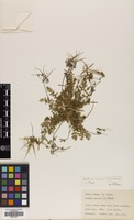 Filed as Erodium acaule (L.) Bech. & Thell. [family GERANIACEAE]