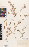 Filed as Lotus edulis L. [family LEGUMINOSAE]
