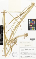 Filed as Typha laxmannii Lepech. [family TYPHACEAE]