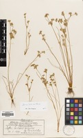Filed as Juncus hybridus Brot. [family JUNCACEAE]