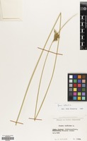 Filed as Juncus inflexus L. [family JUNCACEAE]