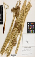 Filed as Juncus inflexus L. [family JUNCACEAE]