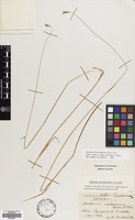 Filed as Hordeum brevisubulatum (Trin.) Link [family GRAMINEAE]