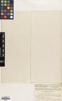 Filed as Hordeum murinum L. [family GRAMINEAE]