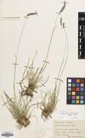 Filed as Hordeum violaceum Boiss. & Hohen. [family GRAMINEAE]