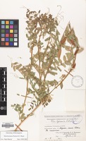 Filed as Vicia hyrcanica Fisch.& C.A.Mey. [family LEGUMINOSAE]