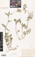 Filed as Vicia grandiflora Scop. var. grandiflora [family LEGUMINOSAE]