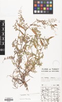 Filed as Vicia grandiflora Scop. [family LEGUMINOSAE]