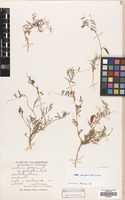 Filed as Vicia peregrina L. [family LEGUMINOSAE]
