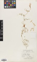 Filed as Vicia palaestina Boiss. [family LEGUMINOSAE]