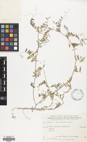 Filed as Vicia palaestina Boiss. [family LEGUMINOSAE]