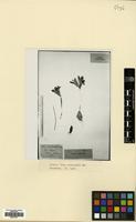 Type of Iris reticulata M.Bieb. [family IRIDACEAE]