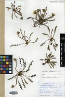 Filed as Taraxacum obliquum (Fr.) Dahlst. [family COMPOSITAE]