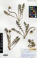 Filed as Taraxacum landmarkii Dahlst. [family COMPOSITAE]