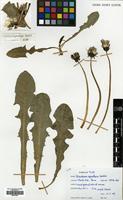Filed as Taraxacum cyanolepis Dahlst. [family COMPOSITAE]
