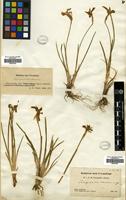 Filed as Iris goniocarpa Baker [family IRIDACEAE]