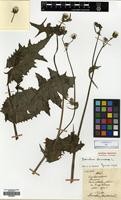 Holotype of Sonchus mairei H. Lév. [family COMPOSITAE]