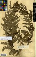Type of Cyathea spinulosa Wall. ex Hook. [family CYATHEACEAE]