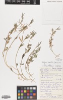Filed as Lathyrus saxatilis (Vent.) Vis. [family LEGUMINOSAE]