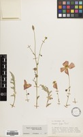 Filed as Papaver armeniacum (L.) A.DC. subsp. armeniacum [family PAPAVERACEAE]