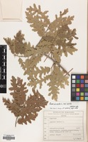Filed as Quercus cerris L. var. cerris [family FAGACEAE]