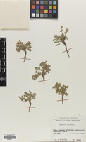 Filed as Potentilla bifurca L. [family ROSACEAE]