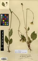 Filed as Hieracium vulgatum Fr. [family COMPOSITAE]