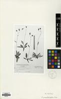 Holotype of Hieracium pseudodontotrichum Hub.-Mor. [family COMPOSITAE]