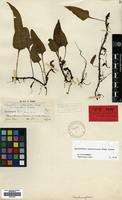Type of Polypodium subhastatum Baker var. longifrons Takeda [family POLYPODIACEAE]