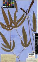 Type of Woodwardia harlandii Hook. [family BLECHNACEAE]
