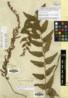 Isolectotype of Lastrea hookeriana C.Presl [family THELYPTERIDACEAE]