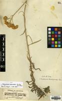 Type of Achyrocline hochstetteri Sch. Bip. ex A. Rich. [family COMPOSITAE]